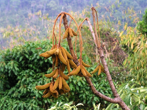 ปอตู๊บหูช้าง Sterculia villosa Roxb.<br/>STERCULIACEAE